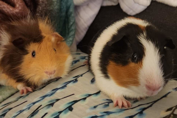 Guinea Pigs. Smores and Cookie. For adoption