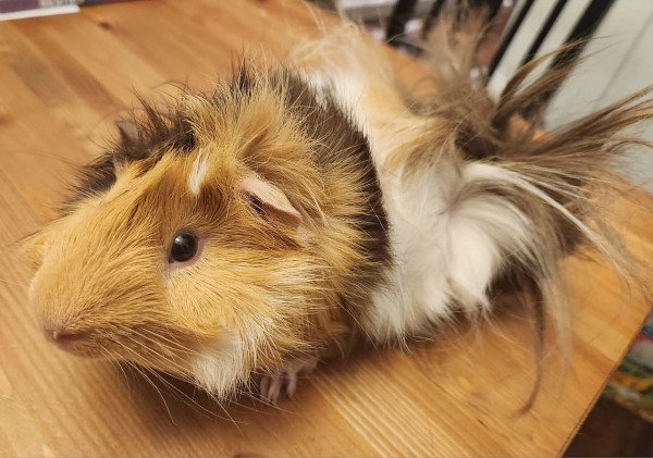 Guinea Pigs. Smores and Cookie. For adoption