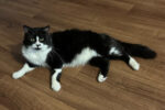 Charlot. Sociable, Young Cat Finds A New Home 