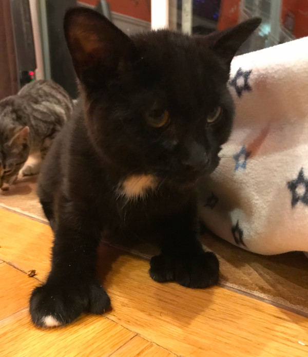 Furey. kitten for adoption. polydactyl adorable.