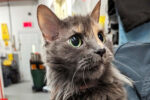 Gisele. Declawed, Female Cat Has Found Her New Forever Home 