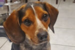 Julius. Playful, Young, Beagle. Male. Has Found A New Home 