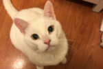 Lily. New, Quiet Home Has Been Found For Affectionate, Declawed, ..