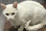 Shiro. Curious, Affectionate Male Cat, Declawed. Has Found A New ..
