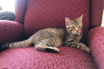 Tom. Kitten For Adoption. Playful, “Mr Personality. New Home Found 
