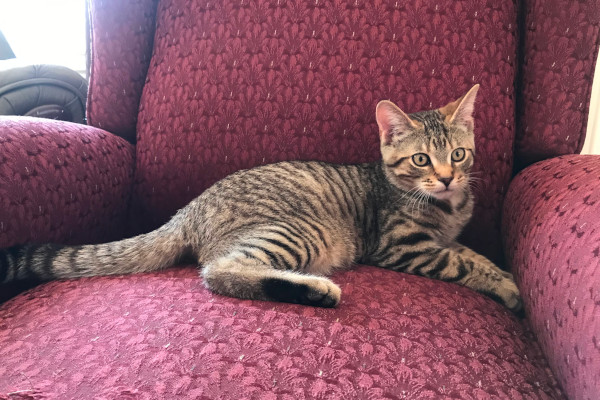 Tom. Kitten for adoption, male.