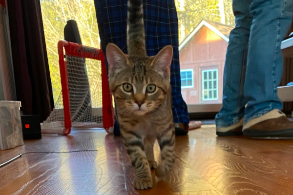 Tom. Kitten for adoption, male.