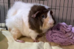 Zoe. Real Cutie, Friendly Female Guinea Pig Has Found A ..