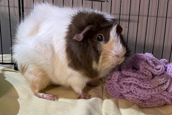 Zoe. Guinea pig for adoption