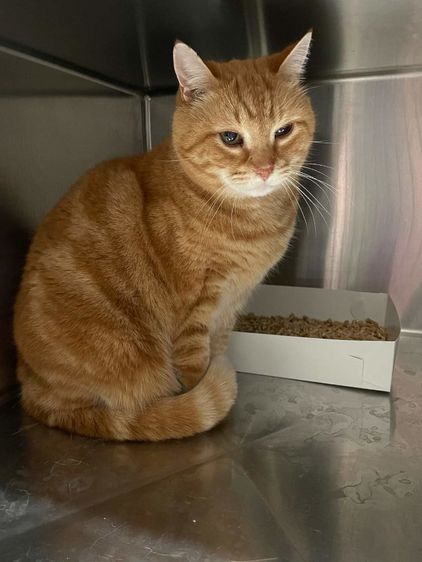 Julio. Orange tabby, male cat, for adoption