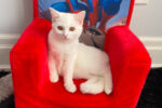 Luna. Beautiful, Young Cat. Female. Has Found A New Forever ..