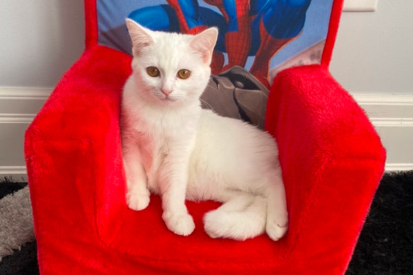 Luna. Cat for adoption. Young, Female. Toronto GTA pet adoption, cat adopt