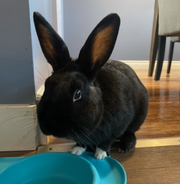 Mittens. Rabbit for adoption