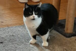 Alexa. Calm, Sweet, Companion Cat. Finds Her New Home 