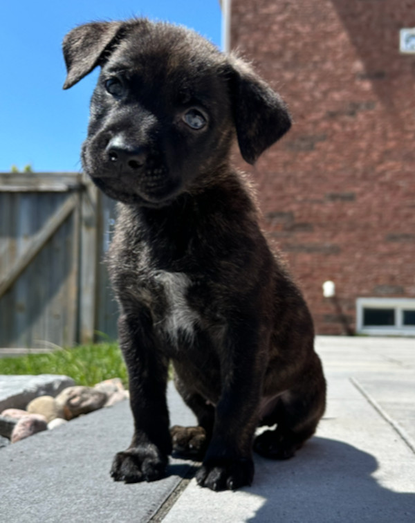 Molly. Dutch Shepherd rescue puppy needing forever home