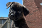 Molly. Dutch Shepherd rescue puppy needing forever home