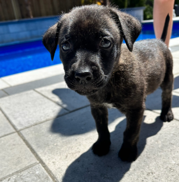 Molly. Dutch Shepherd rescue puppy needing forever home