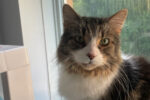 Mystie. Delightful, Senior, Maine Coon Cat, Declawed, Has Found A ..