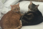 OJ And Stevie. Two Best Friend, Senior Cats Seek Comfy ..