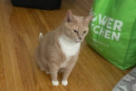Charles. male, declawed cat for adoption