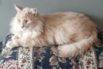 Chester. Maine Coon cat for adoption