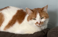 Dax. male cat for adoption Toronto GTA, Durham