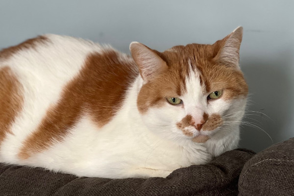 Dax. male cat for adoption Toronto GTA, Durham