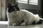Duchess. Gentle, Seven Year Old, Female Cat Needs New Forever ..