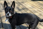 Jack. Male Chihuahua dog adoption