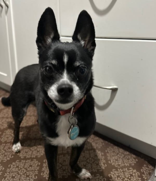 Jack. Male Chihuahua dog adoption