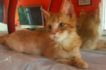 Marvin, rescue kitten needs home