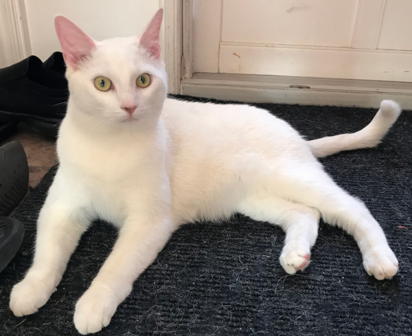 Snowball. cat for adoption