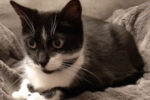 Vivianne. Senior Cat, Female, Declawed And Gentle. Finds New Home 