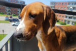 Kleo. foxhound, female, dog for adoption