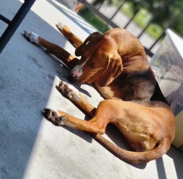 Kleo. foxhound, female, dog for adoption