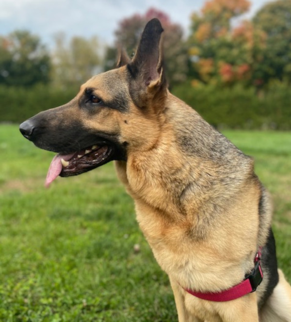 Mia. Female german shepherd dog for adoption