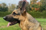 Mia. Female german shepherd dog for adoption