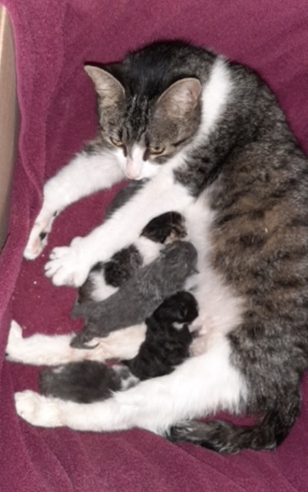 Aurora, 5 kittens for adoption