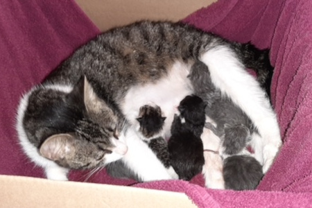 Aurora, 5 kittens for adoption