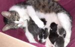 Aurora, 5 kittens for adoption