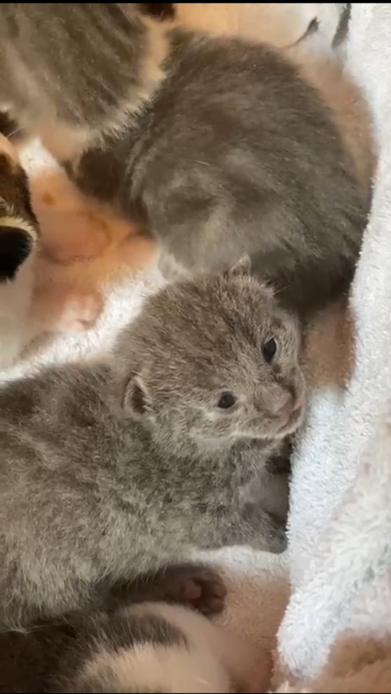 Aurora's kittens for adoption