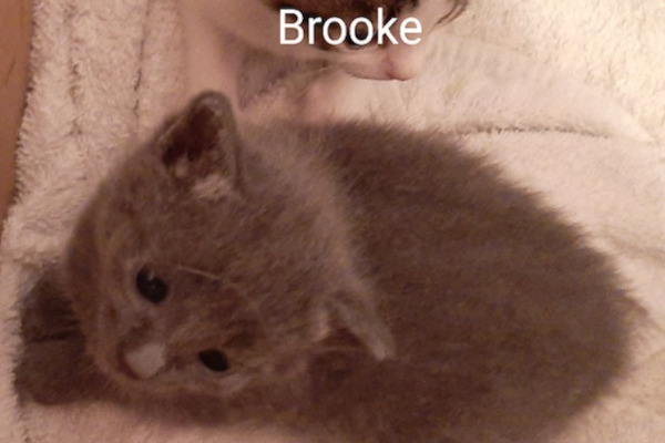 auroras kittens for adoption
