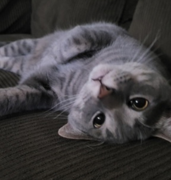 Charles, male cat for adoption