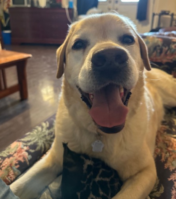 Cosmo. senior dog needs new home