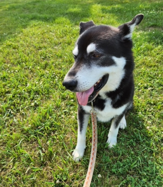 Cosmo. Dog for adoption