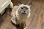 Kiwi. Talkative, Easy-Going, Blue Point Balinese Cat, Declawed. Finds New ..
