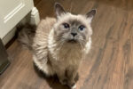 Kiwi. Blue point balinese cat for adoption