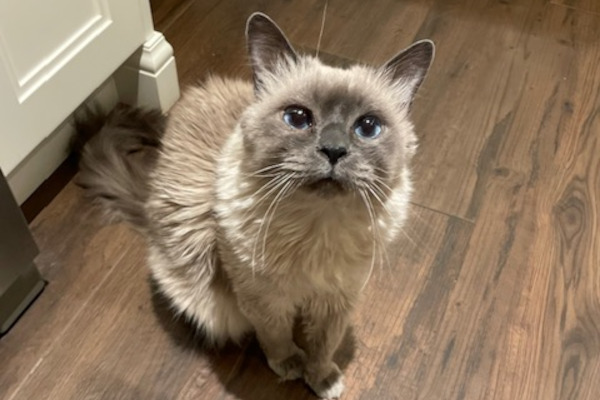 Kiwi. Blue point balinese cat for adoption