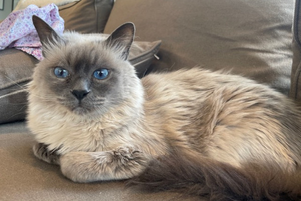 Kiwi. Blue point balinese cat for adoption