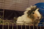 Max. Adorable, Male Guinea Pig. Now Settled In A New ..
